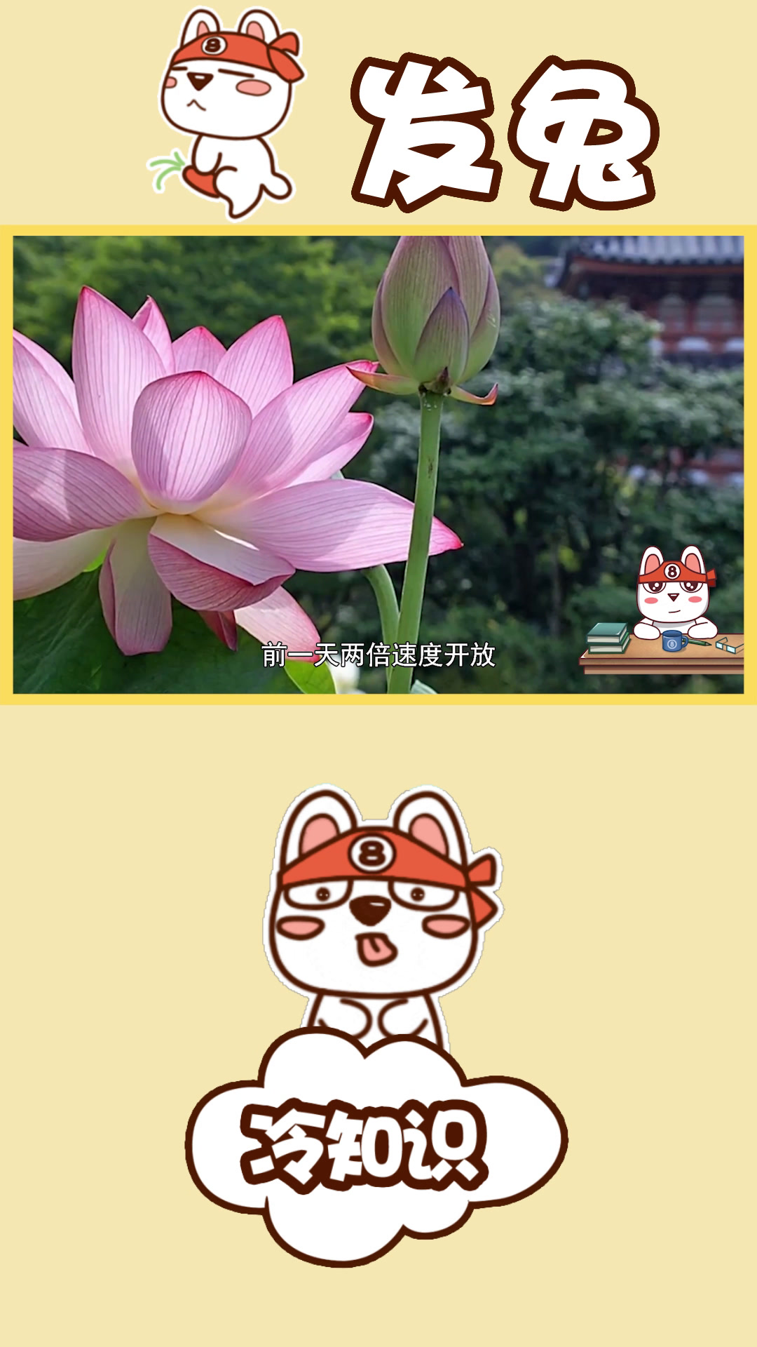 荷花定律是什么意思(荷花定律是什么意思解释)